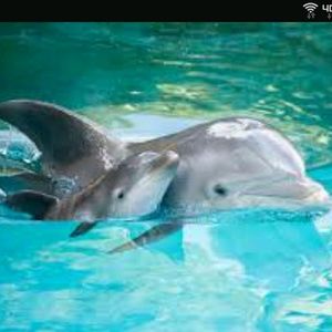 Meet your Posher, Carmen